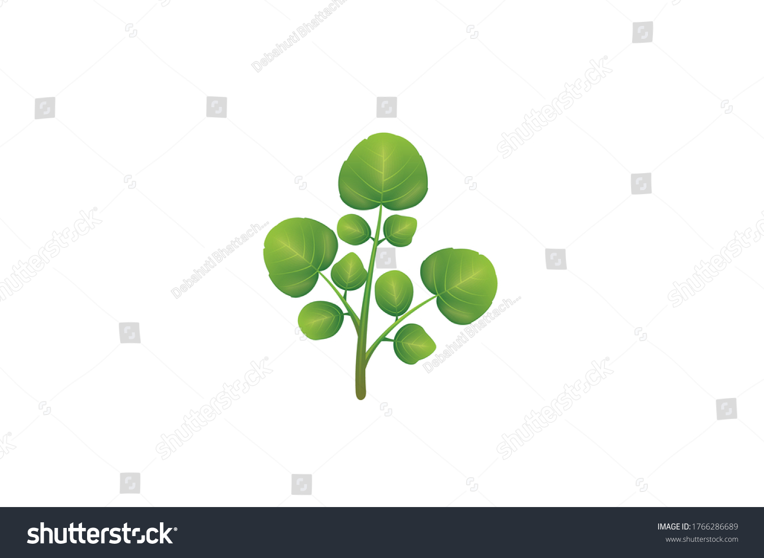 796 Watercress Stock Vectors, Images & Vector Art | Shutterstock