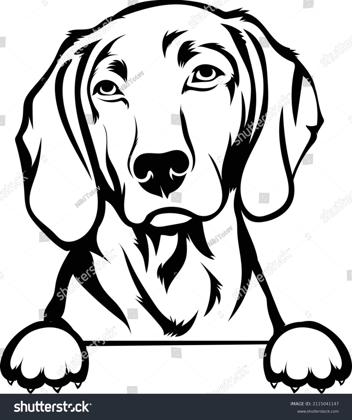 Weimaraner Peeking Dog Vector Image Weimaraner Stock Vector (Royalty ...