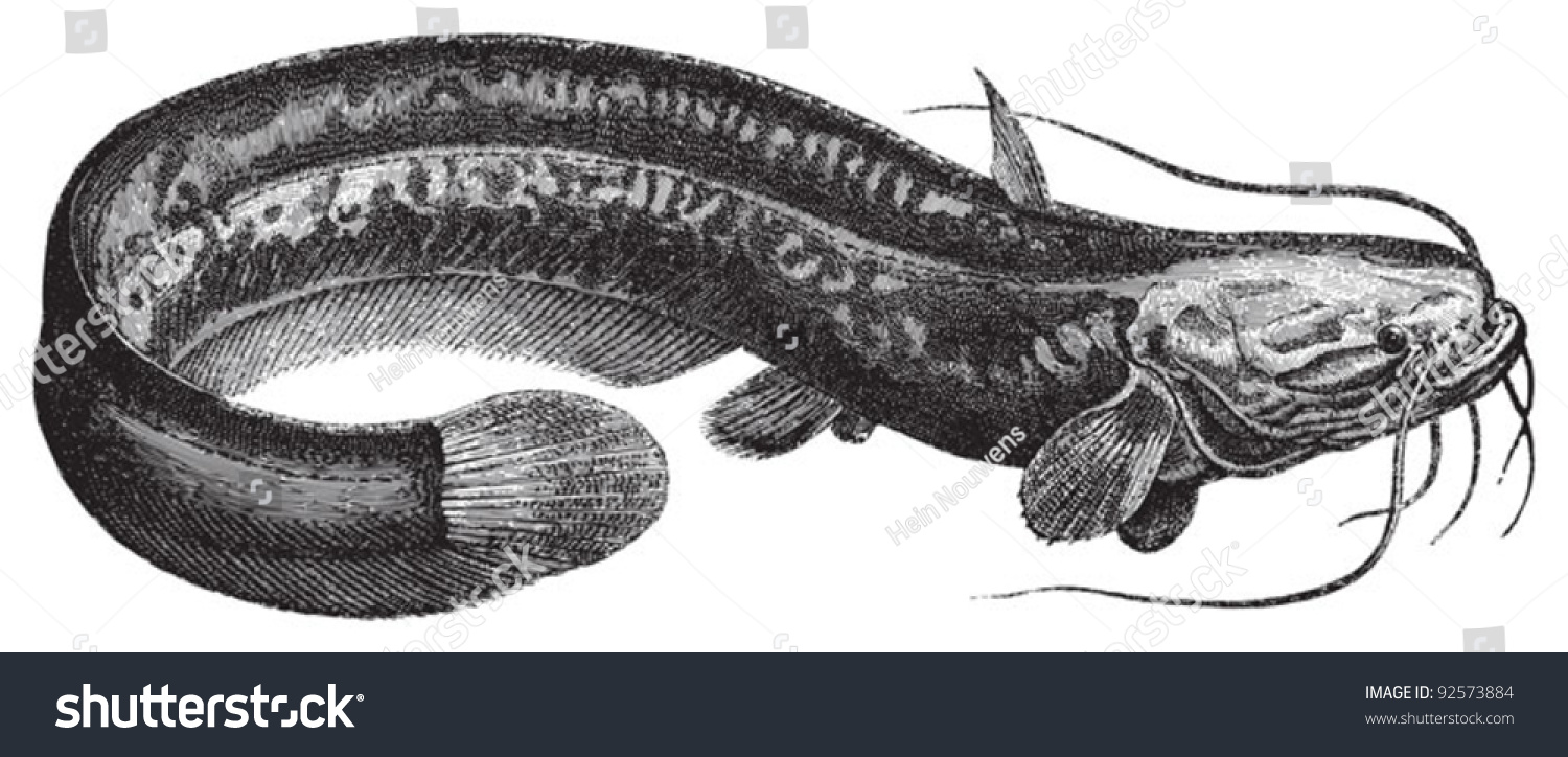 Wels Catfish Silurus Glanis Vintage Illustration Stock Vector 92573884 ...