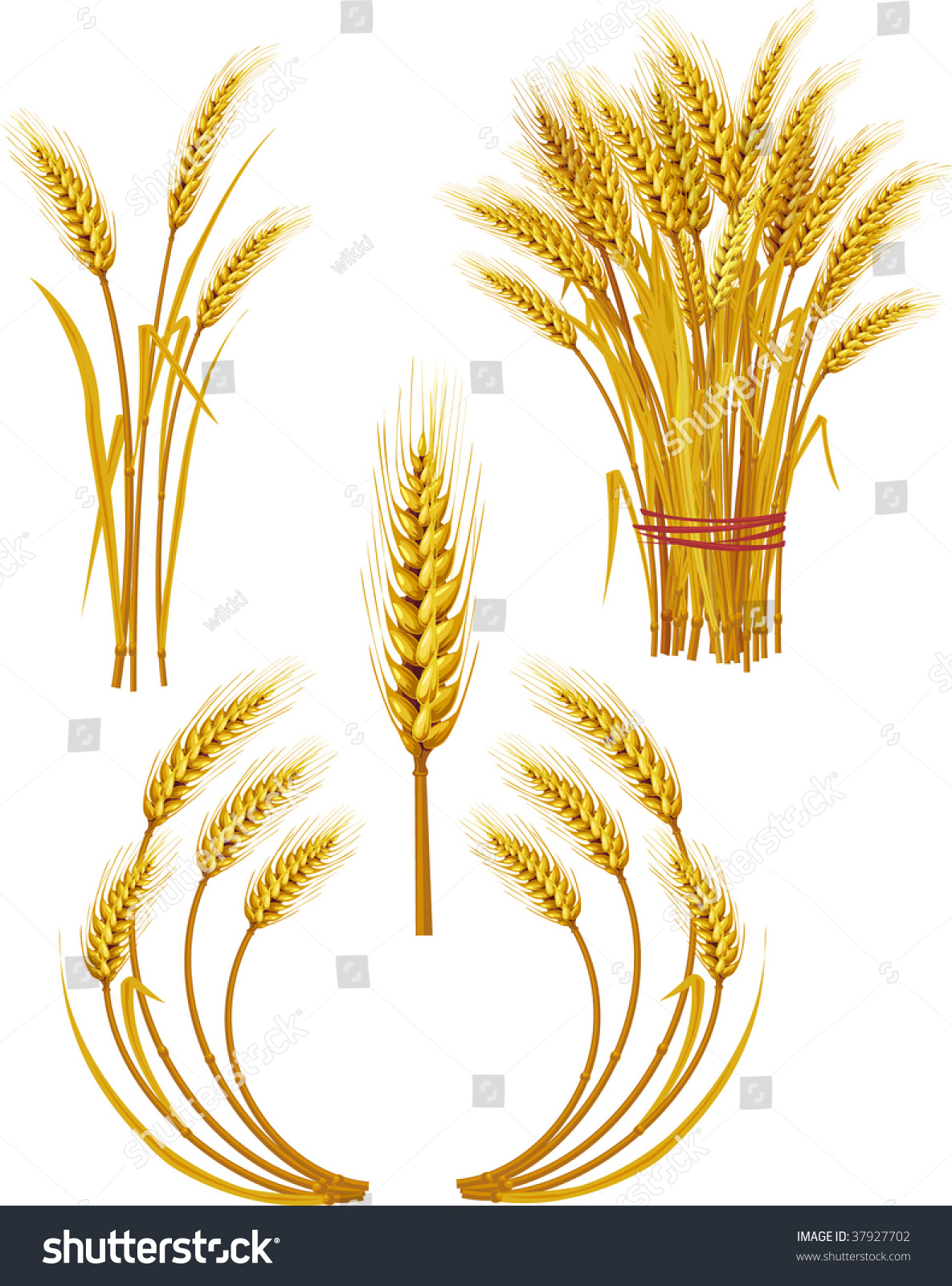 Wheat Stock Vector Illustration 37927702 : Shutterstock