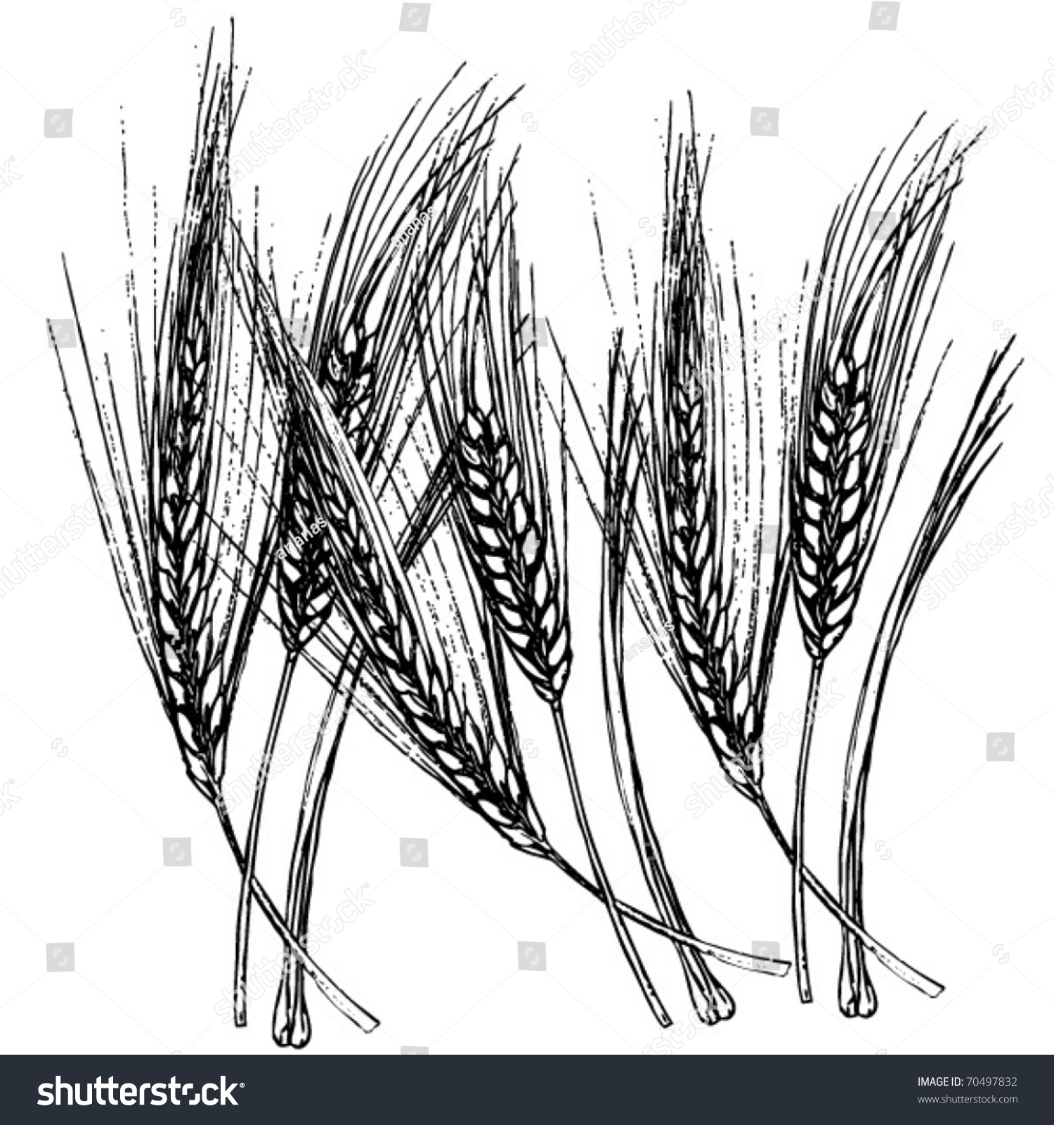 Wheat Drawing Stock Vector 70497832 - Shutterstock