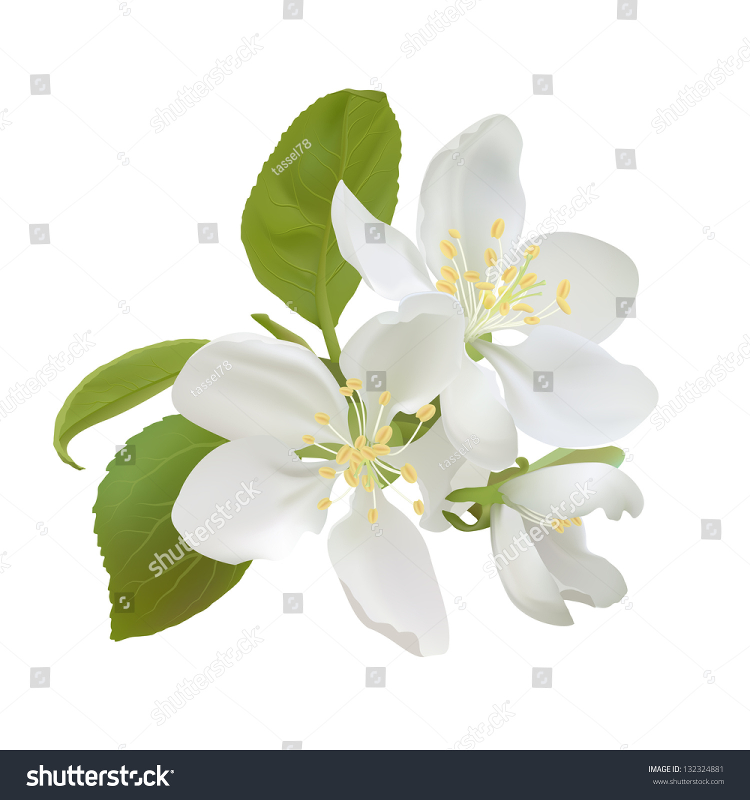 White Apple Flowers Isolated On White Background. Vector Illustration ...