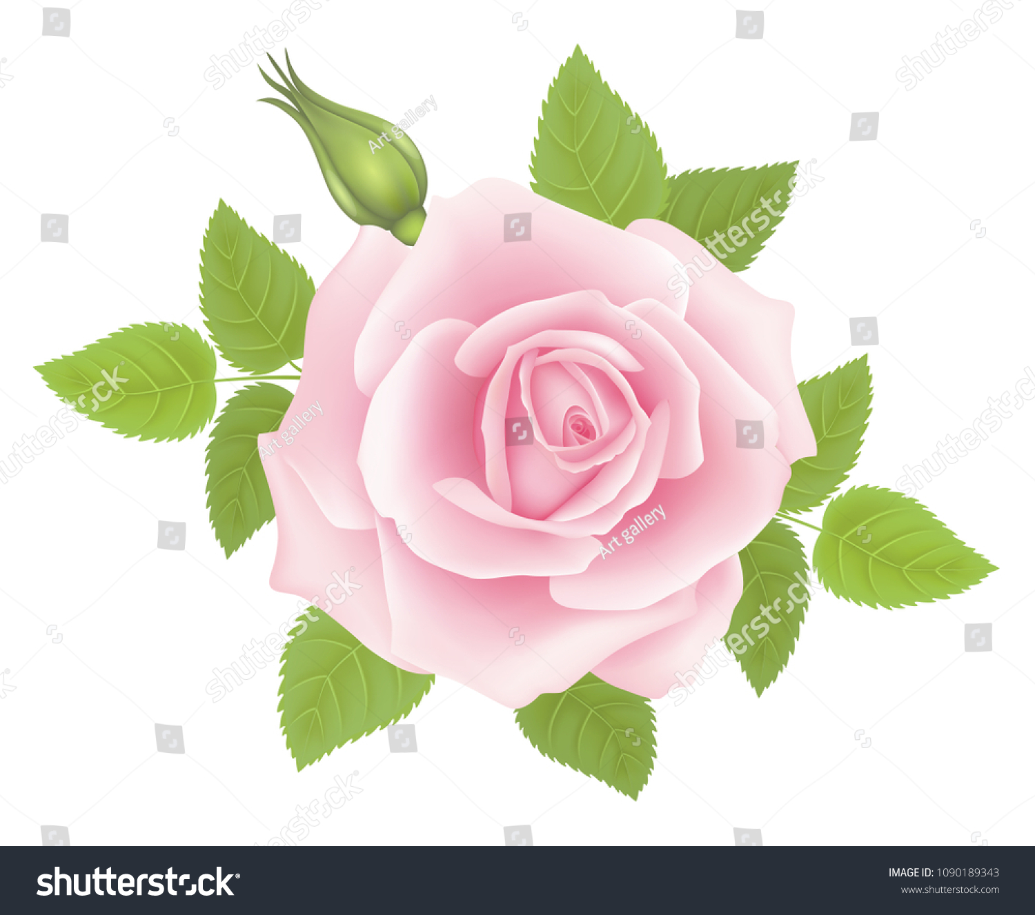 White Background Pink Rose Flower Vector Stock Vector (Royalty Free ...