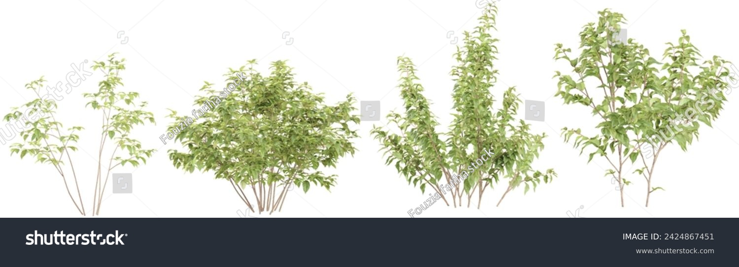 SVG of White dogwood,Apple trees isolated on white background, tropical trees isolated used for architecture svg