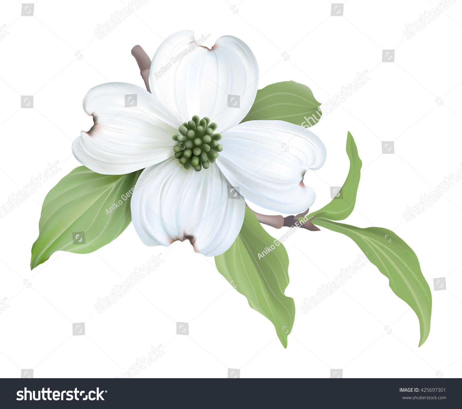 SVG of White Dogwood (Cornus florida).
Hand drawn vector illustration of blooming dogwood on transparent background.
 svg