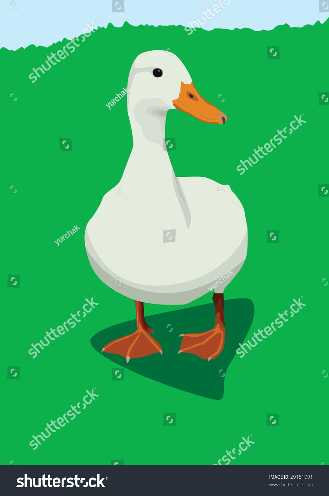 White Duck Stock Vector Royalty Free 29151091 Shutterstock 