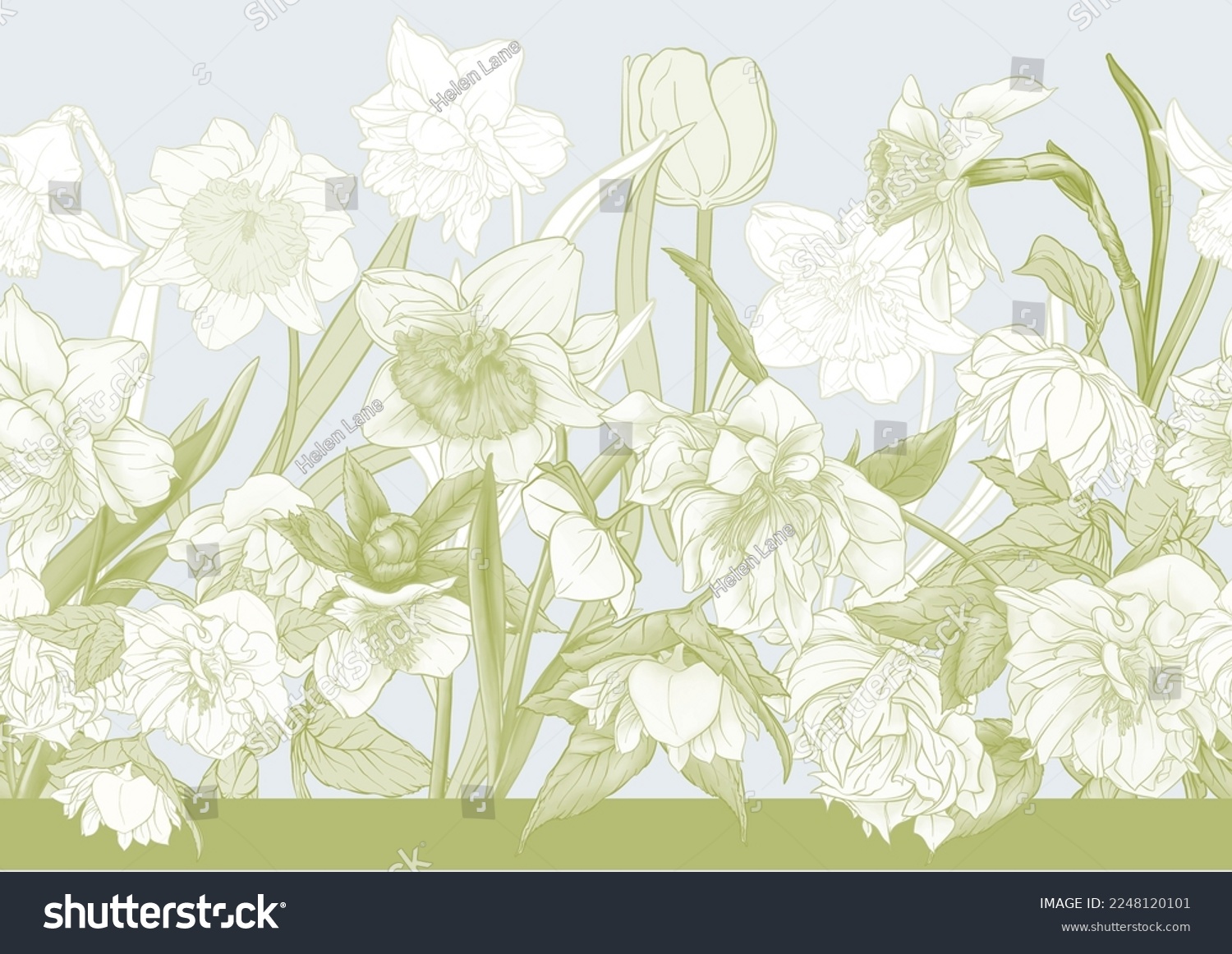 SVG of White hellebore flowers, the first spring flowering ranunculus. Spring floral motif. Seamless pattern, background. Vector illustration in botanical style svg