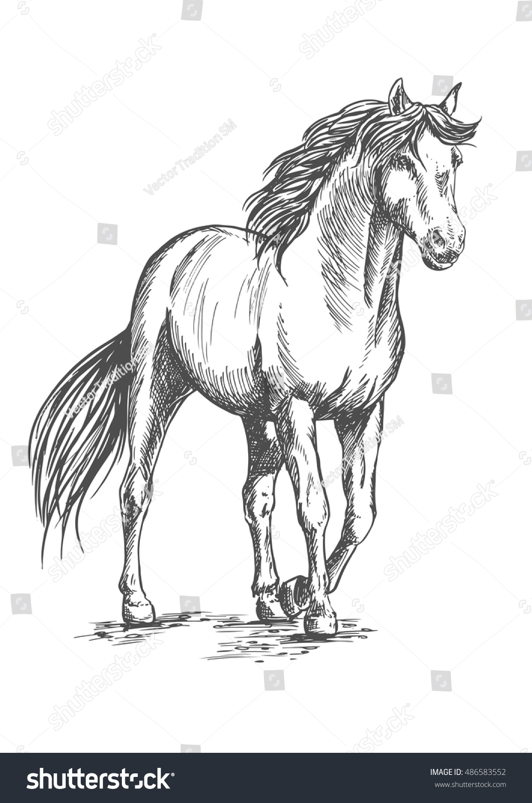 White Horse Standing Resting Front Hoof Stock Vector (Royalty Free ...