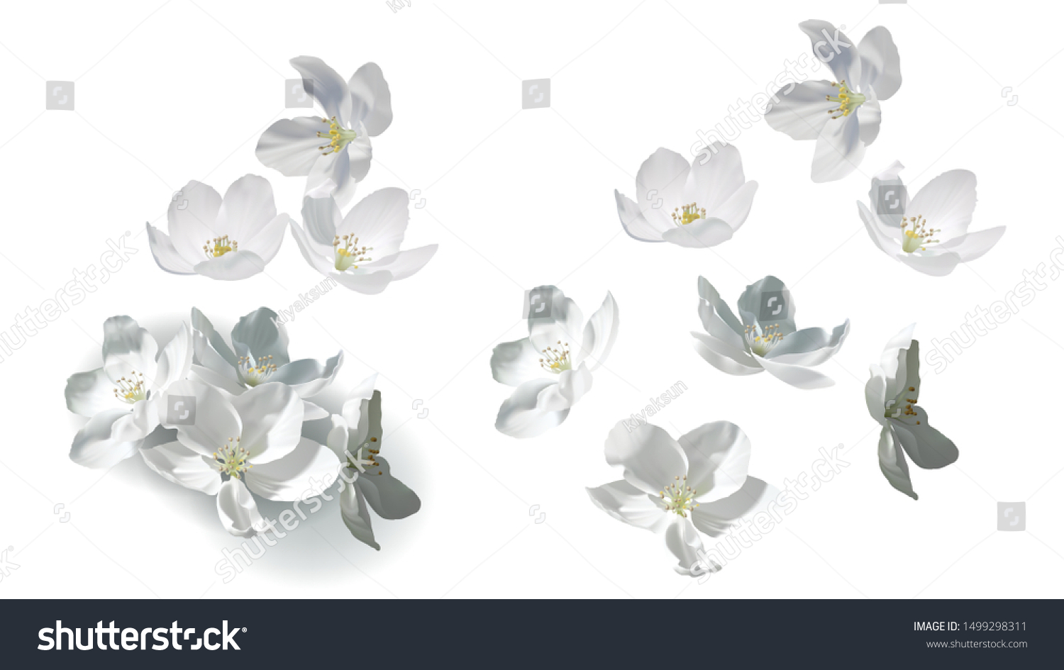 白いジャスミンの花は 完全にリアルなベクターイラストです 白い背景に花が飛び散り 落ち 山になって横たわり 詳細な黄色の雄蘂と影 デザインエレメントのセット のベクター画像素材 ロイヤリティフリー