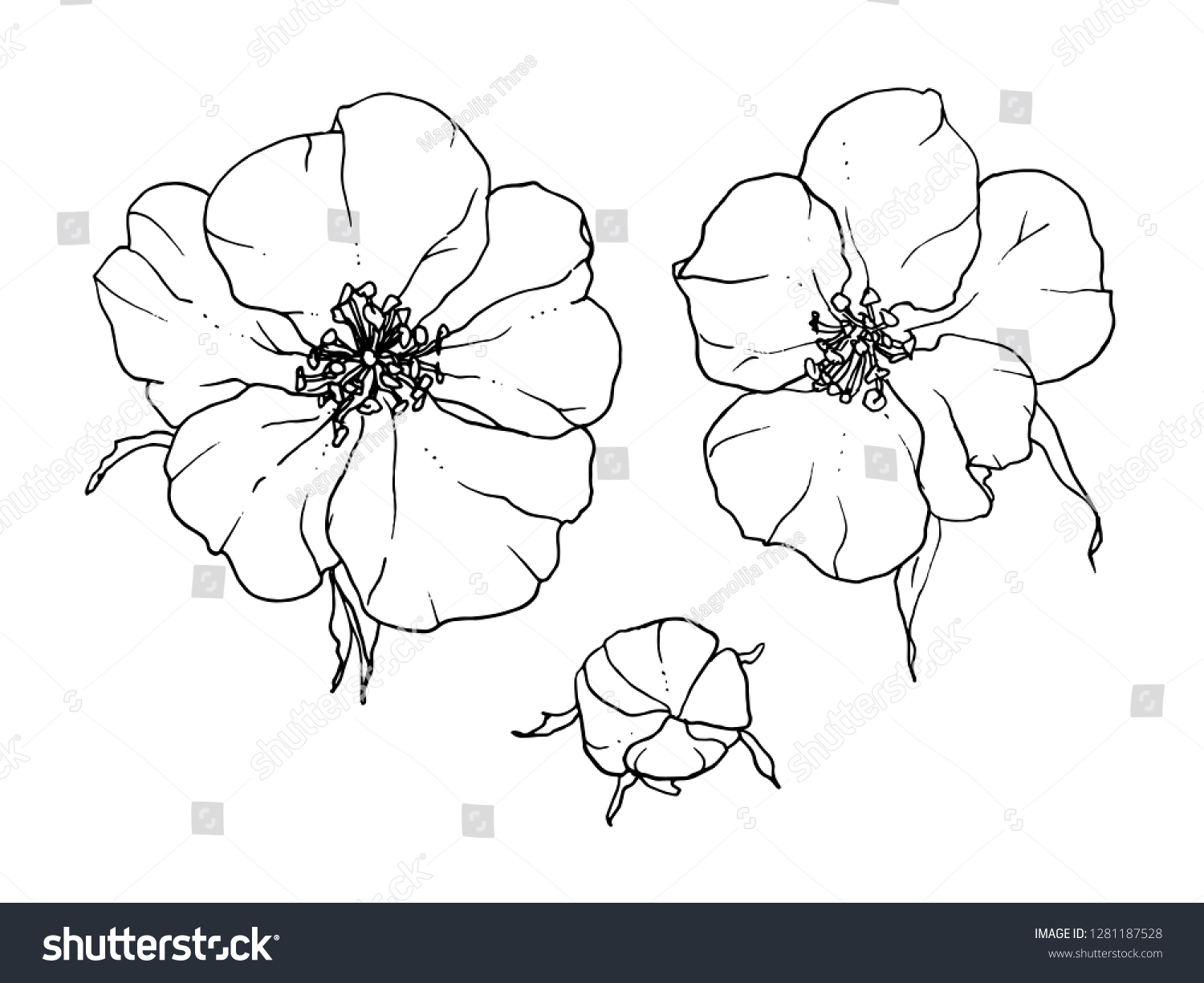 White Nasturtium Garden Exotic Flower Isolated Stock Vector Royalty Free 1281187528,Amazon Data Entry Jobs From Home