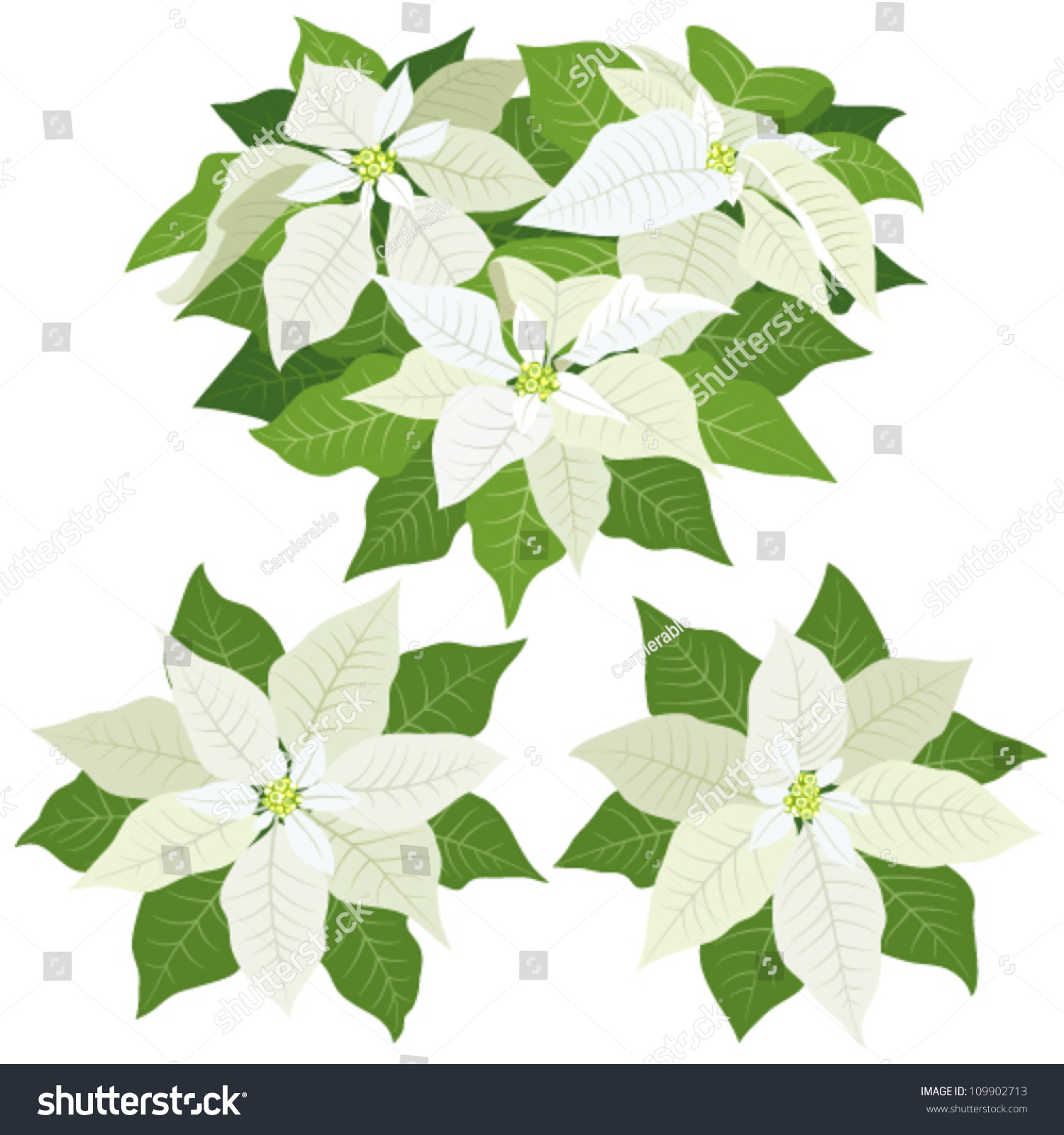 white poinsettia flowers for christmas decorations on white background - White Christmas Flower Decorations white poinsettia flowers for christmas decorations on white background - White Christmas Flower Decorations