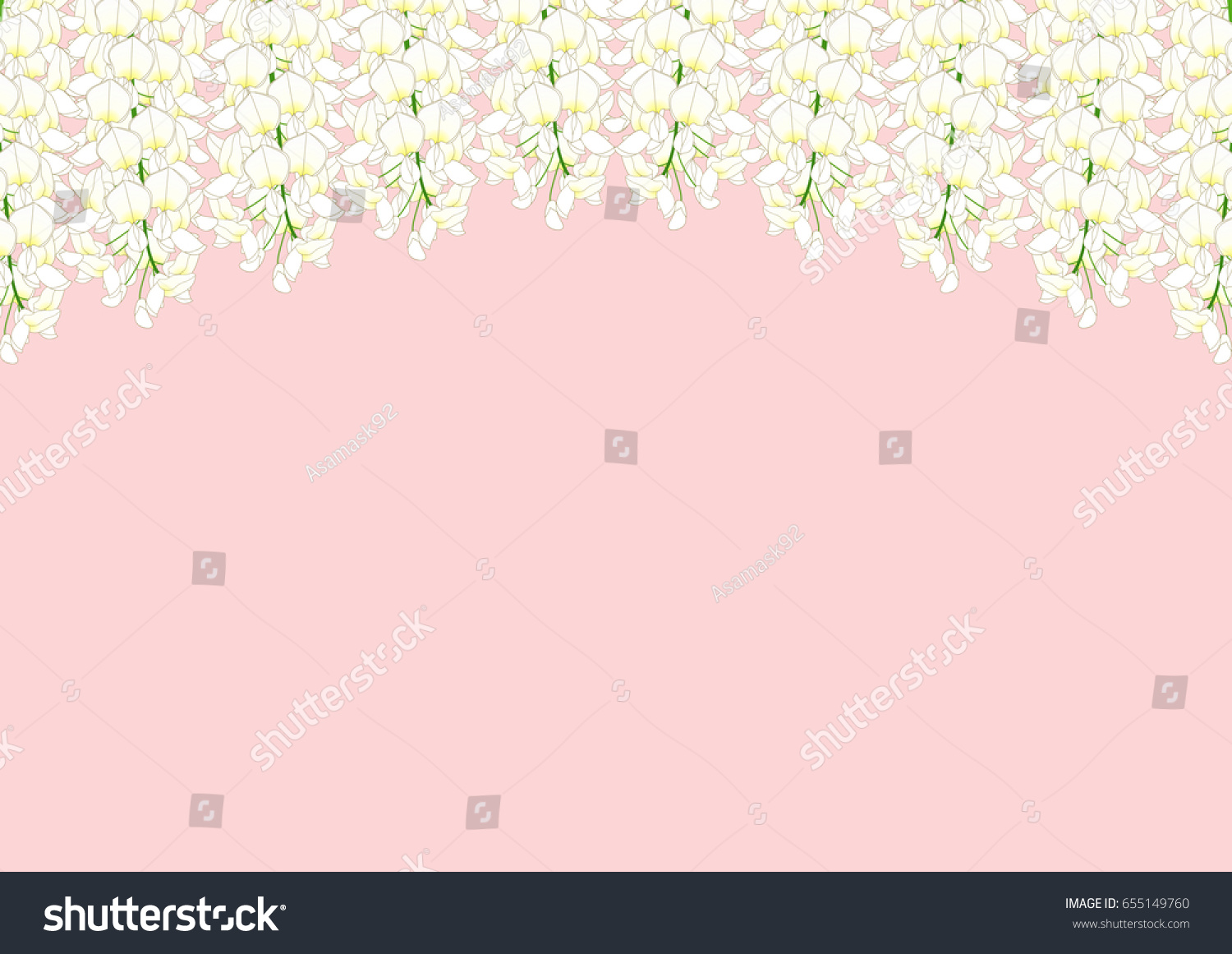 SVG of White Wisteria isolated on Pink Background with copy space. Vector Illustration. svg
