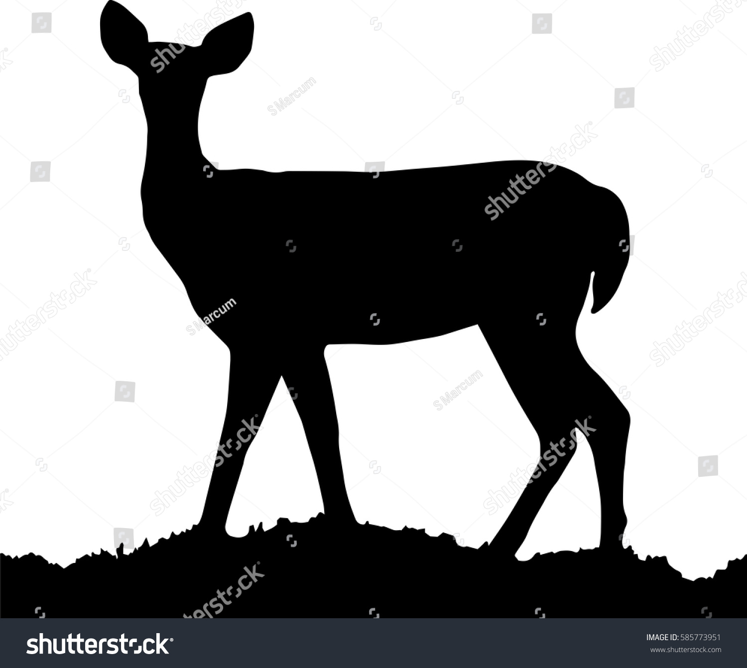 Whitetail Doe Deer Silhouette Black White   Stock Vector Whitetail Doe Deer Silhouette Black And White Wildlife Silhouette White Is Transparent In Vector 585773951 