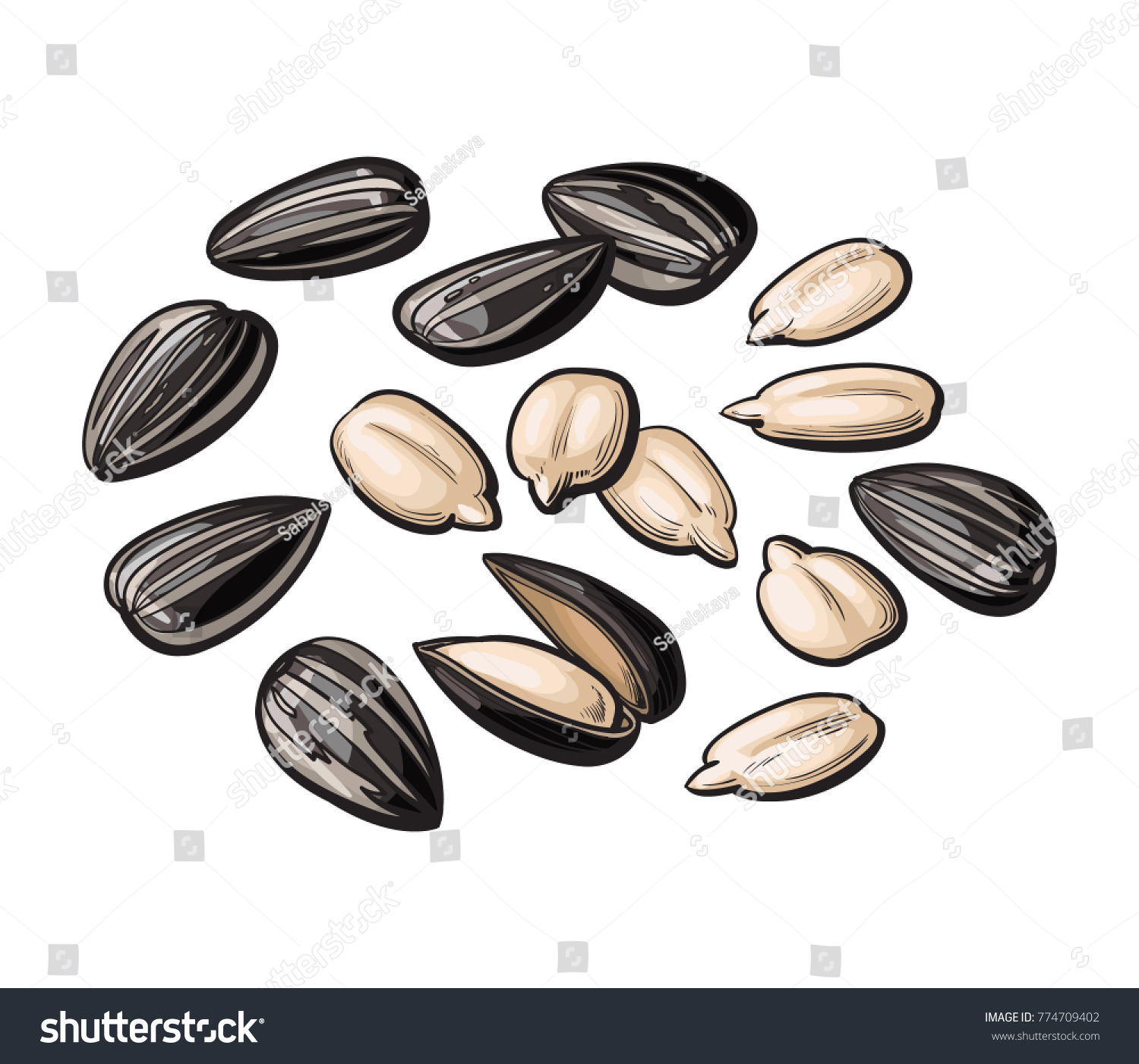 Whole Peeled Sunflower Seeds Vector Illustration Stock Vector