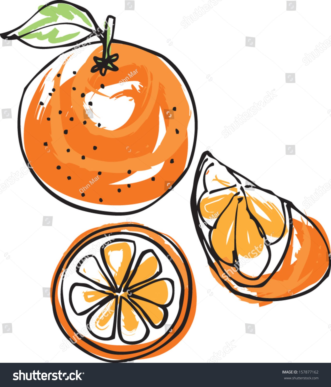 Whole Sliced Segment Orange Vector Illustration Stock Vector Royalty Free