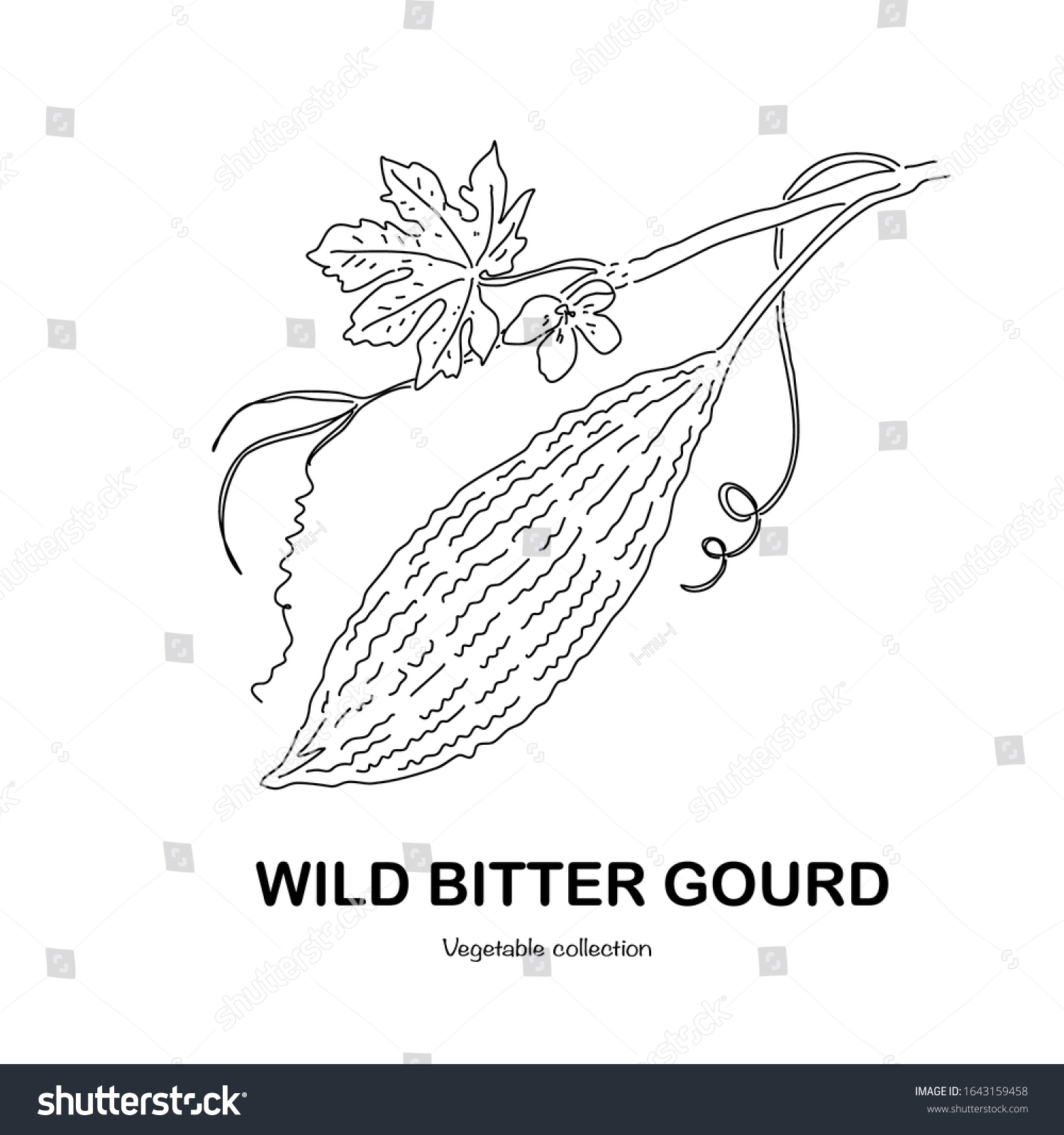 Wild Bitter Gourd Freehand Drawingvector Illustration Stock Vector