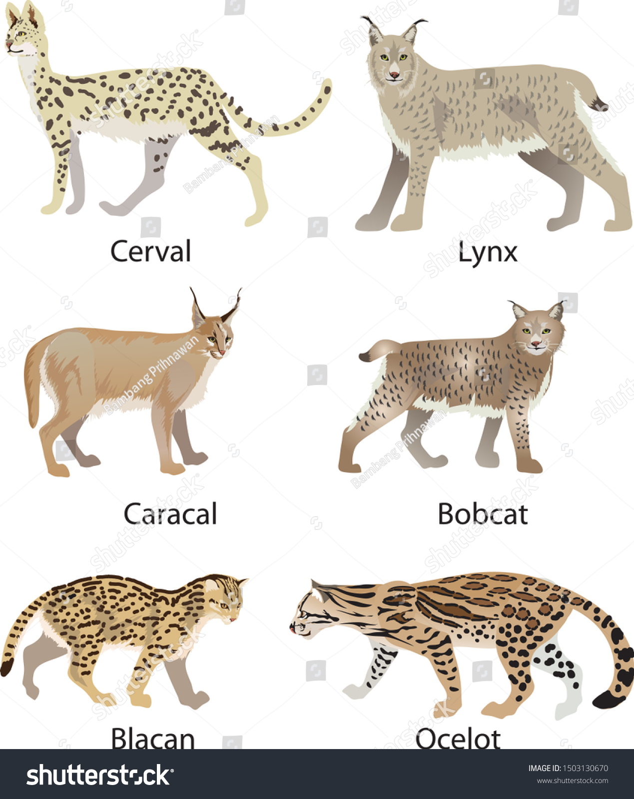 Vektor Stok Wild Cats Cerval Lynx Caracal Blacan (Tanpa Royalti 