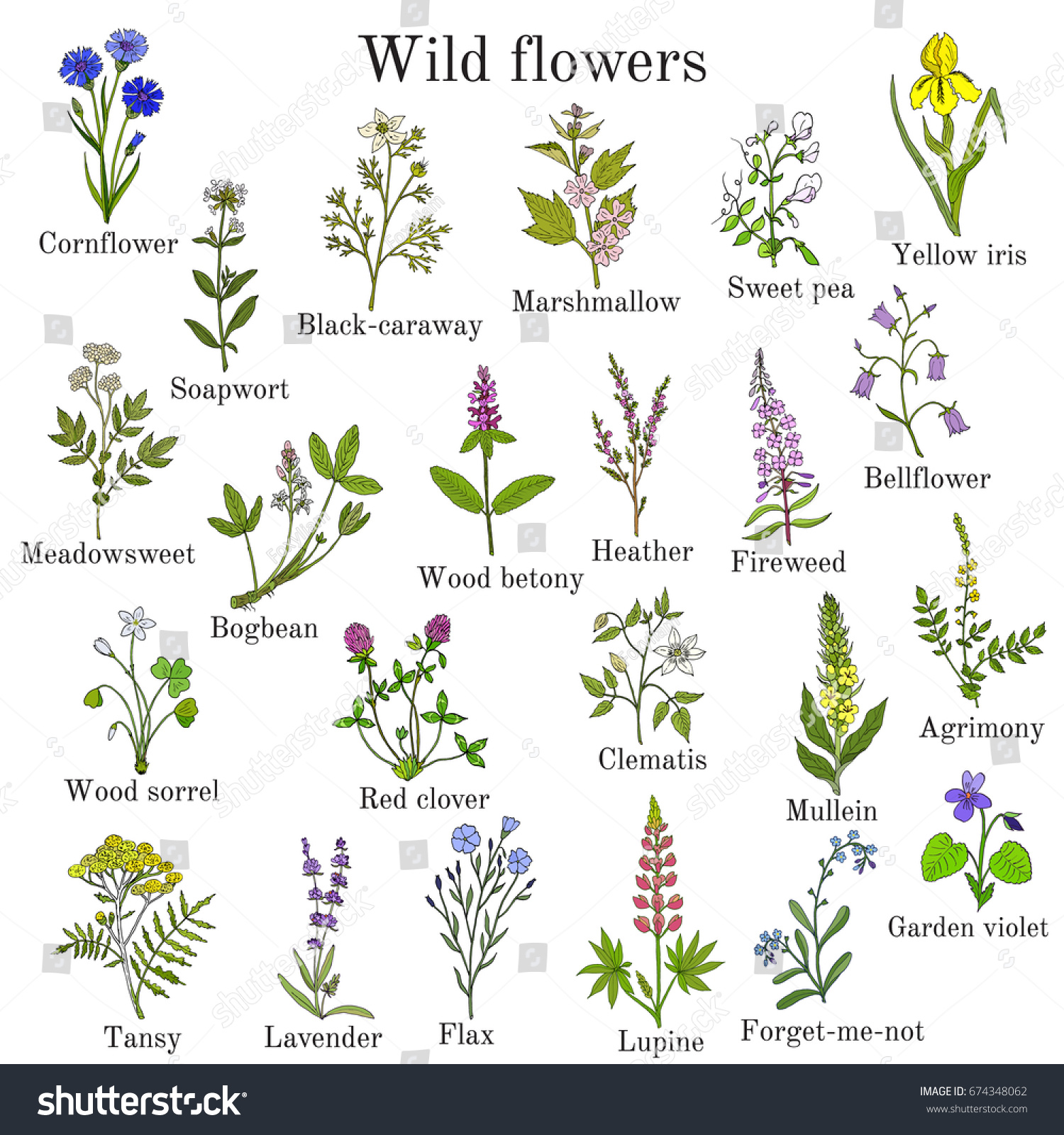 Wild Flowers Color Hand Drawn Set Stock Vector (Royalty Free) 674348062