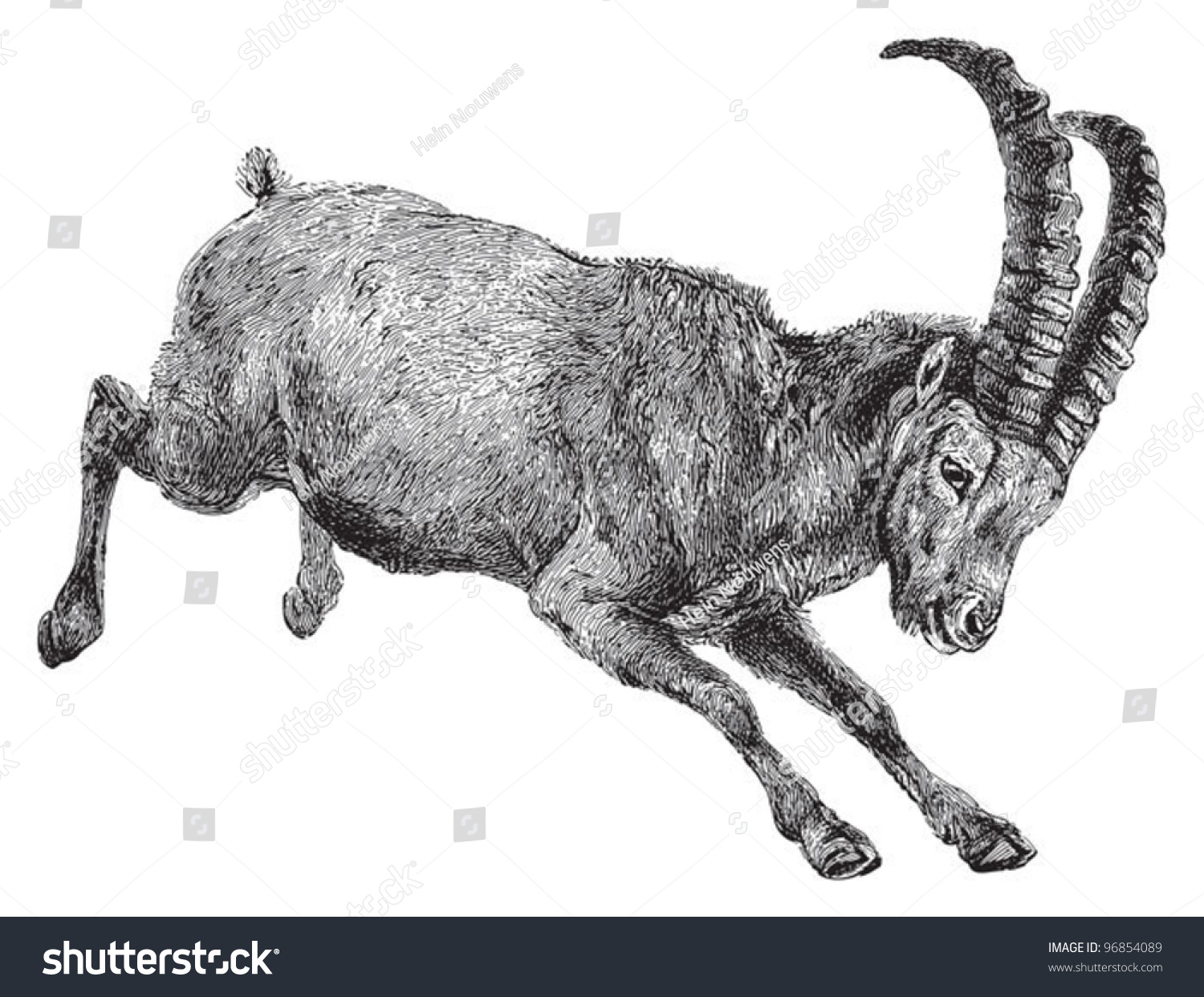 Wild Goat Alpine Ibex Capra Ibex 库存矢量图 免版税