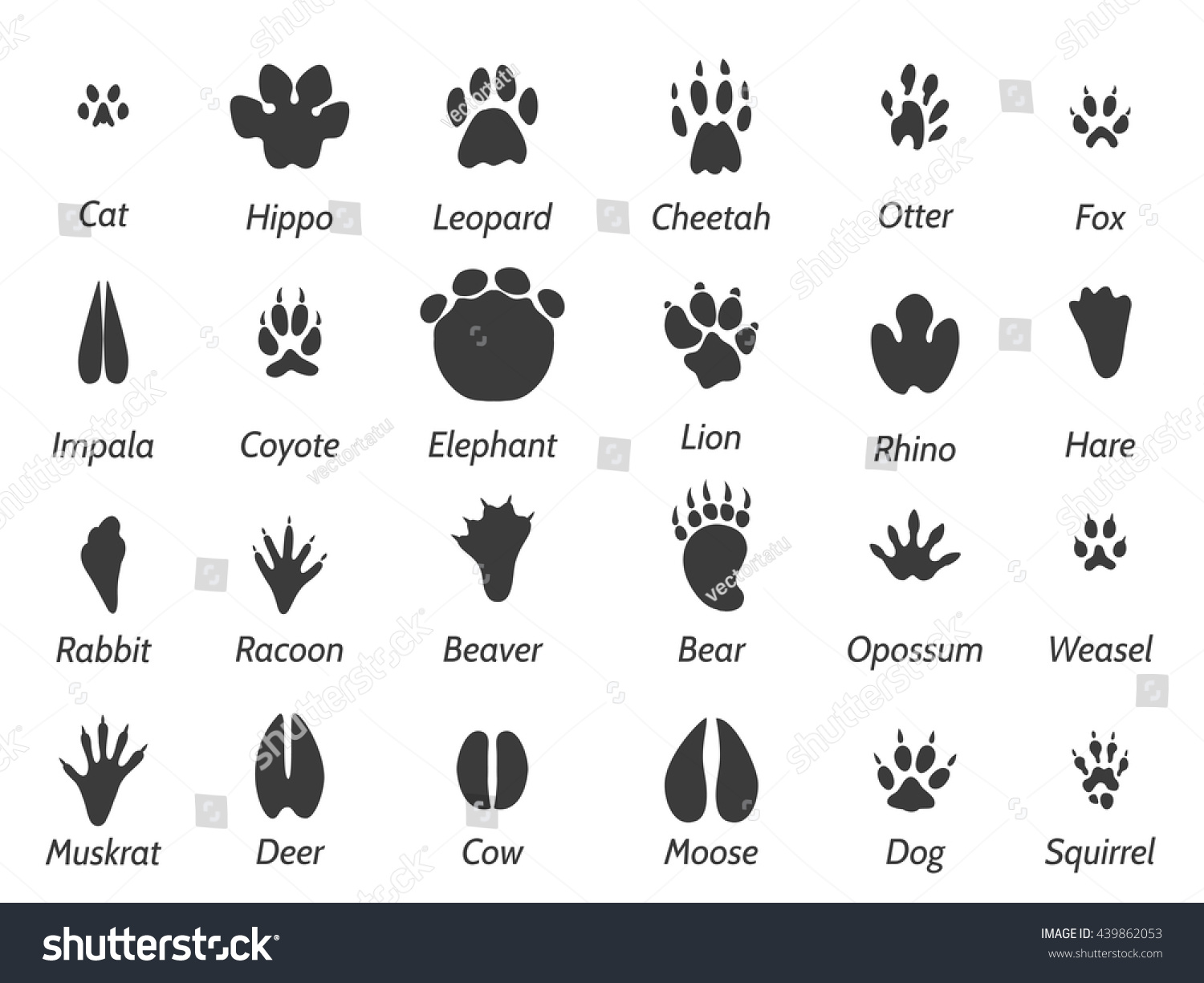 317 Squirrel paw print Stock Vectors, Images & Vector Art | Shutterstock