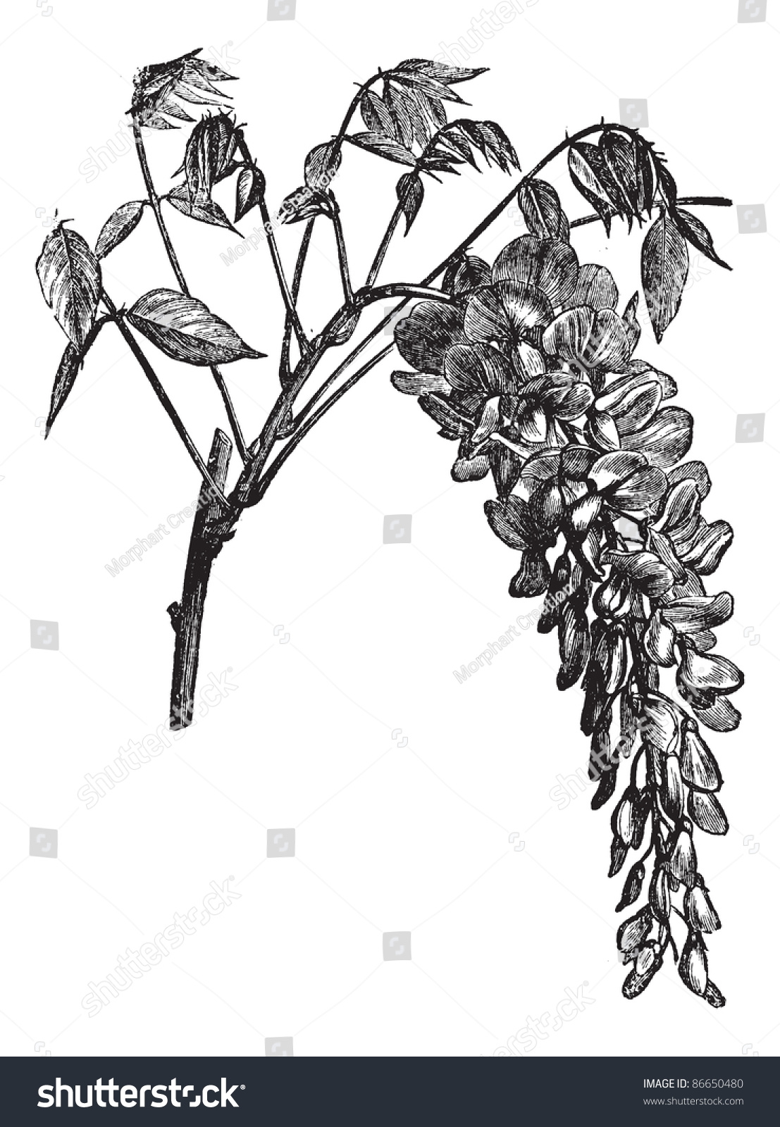 SVG of Wisteria sinensis or Chinese Wisteria, vintage engraving. Old engraved illustration of Wisteria sinensis isolated on a white background. Trousset encyclopedia (1886 - 1891). svg