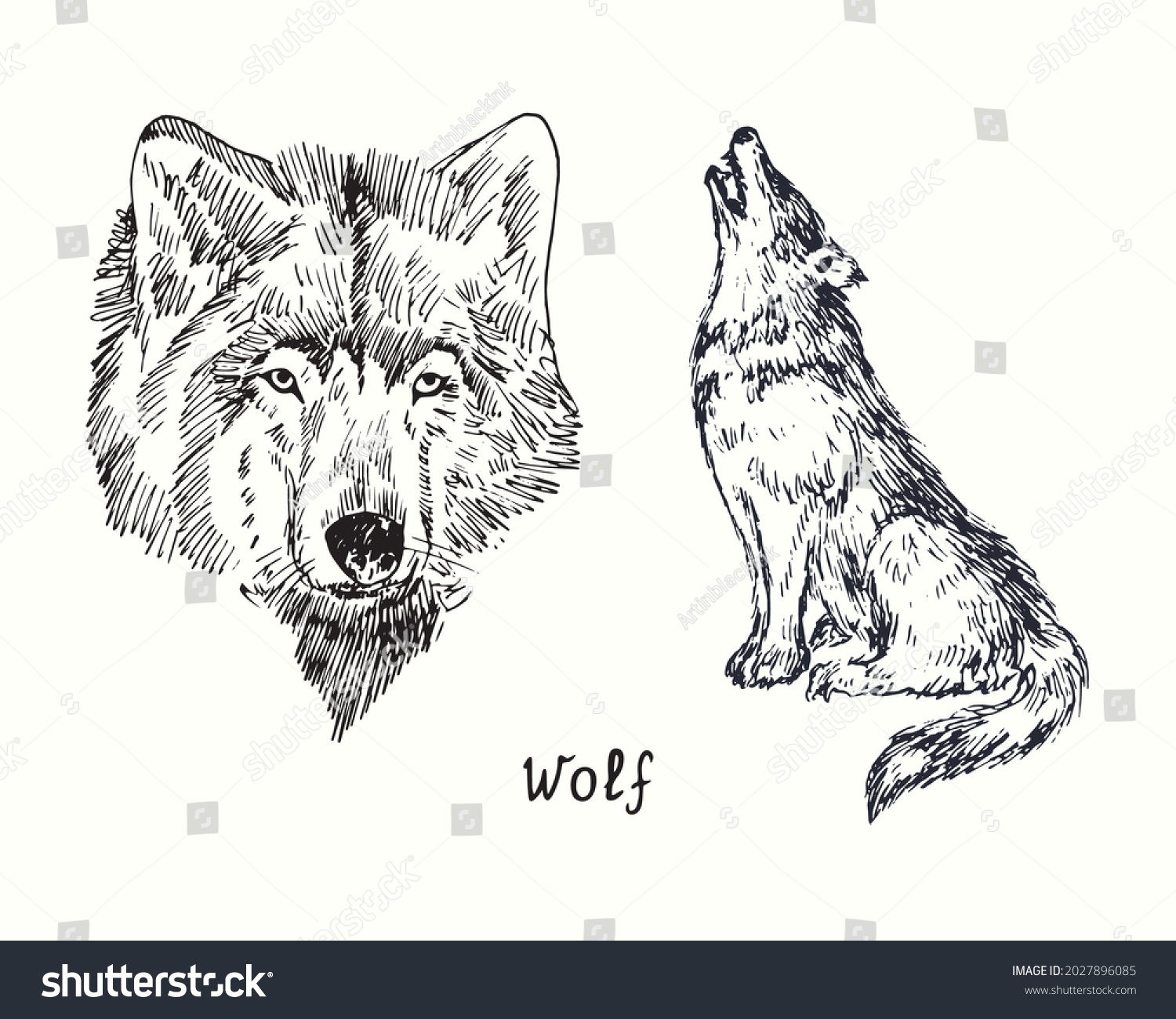Wolf Front View Sketch