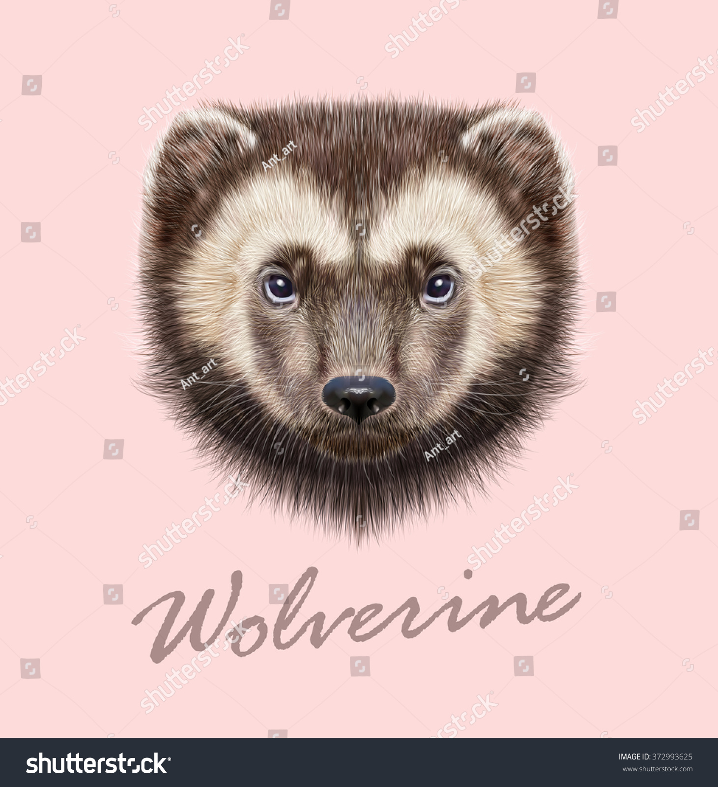 Wolverine Animal Vector Illustrated Portrait Wolverine Stock Vector Royalty Free