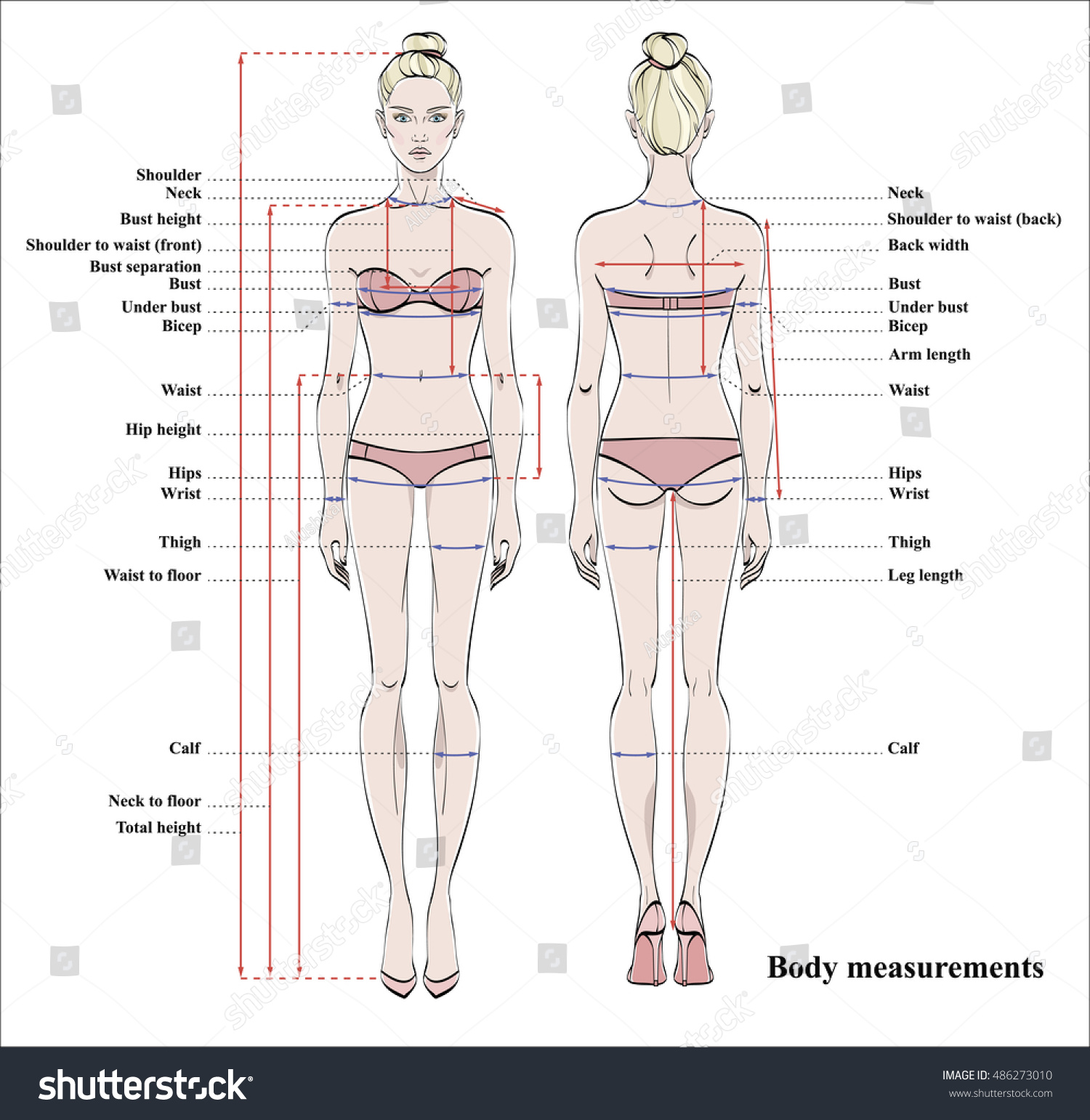 Woman Body Measurement Chart Scheme Measurement Stock Vector