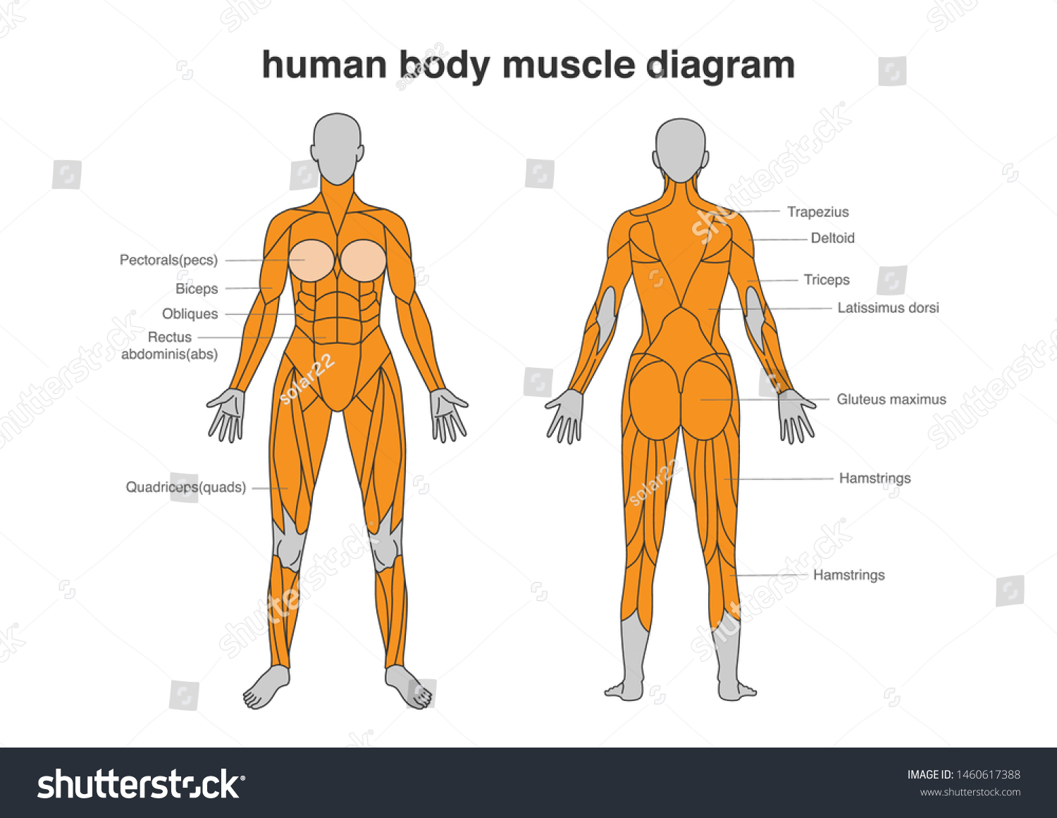 Woman Body Muscles Diagram Full Length Stock Vector Royalty Free 1460617388