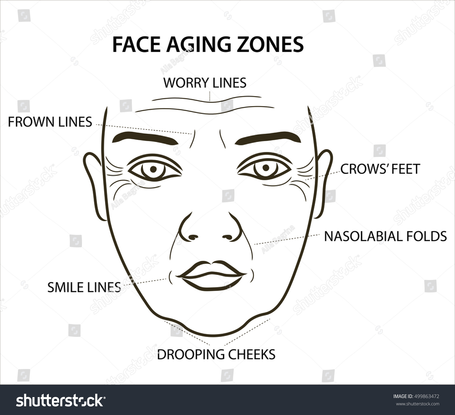 Womans Face Aging Zones Worry Lines Stock Vector Royalty Free