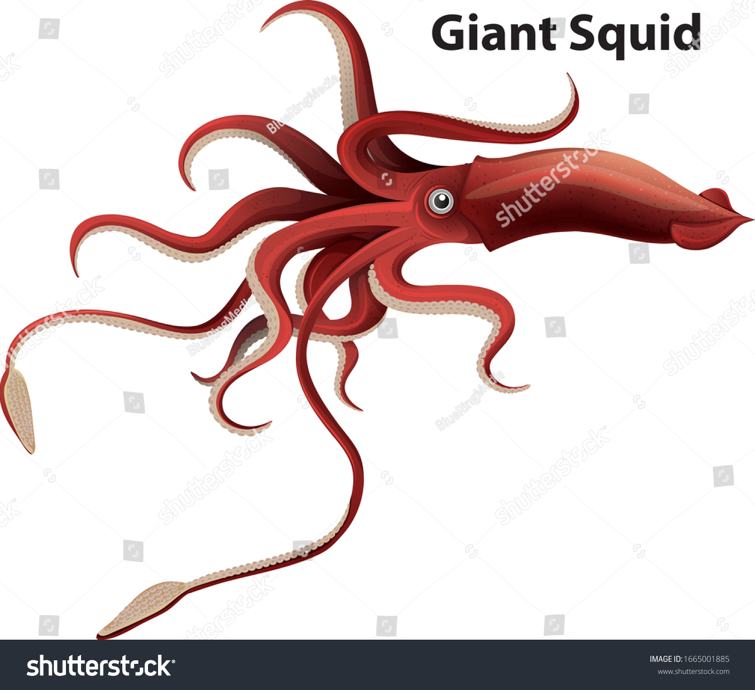 2,159 Giant squid drawing Images, Stock Photos & Vectors Shutterstock