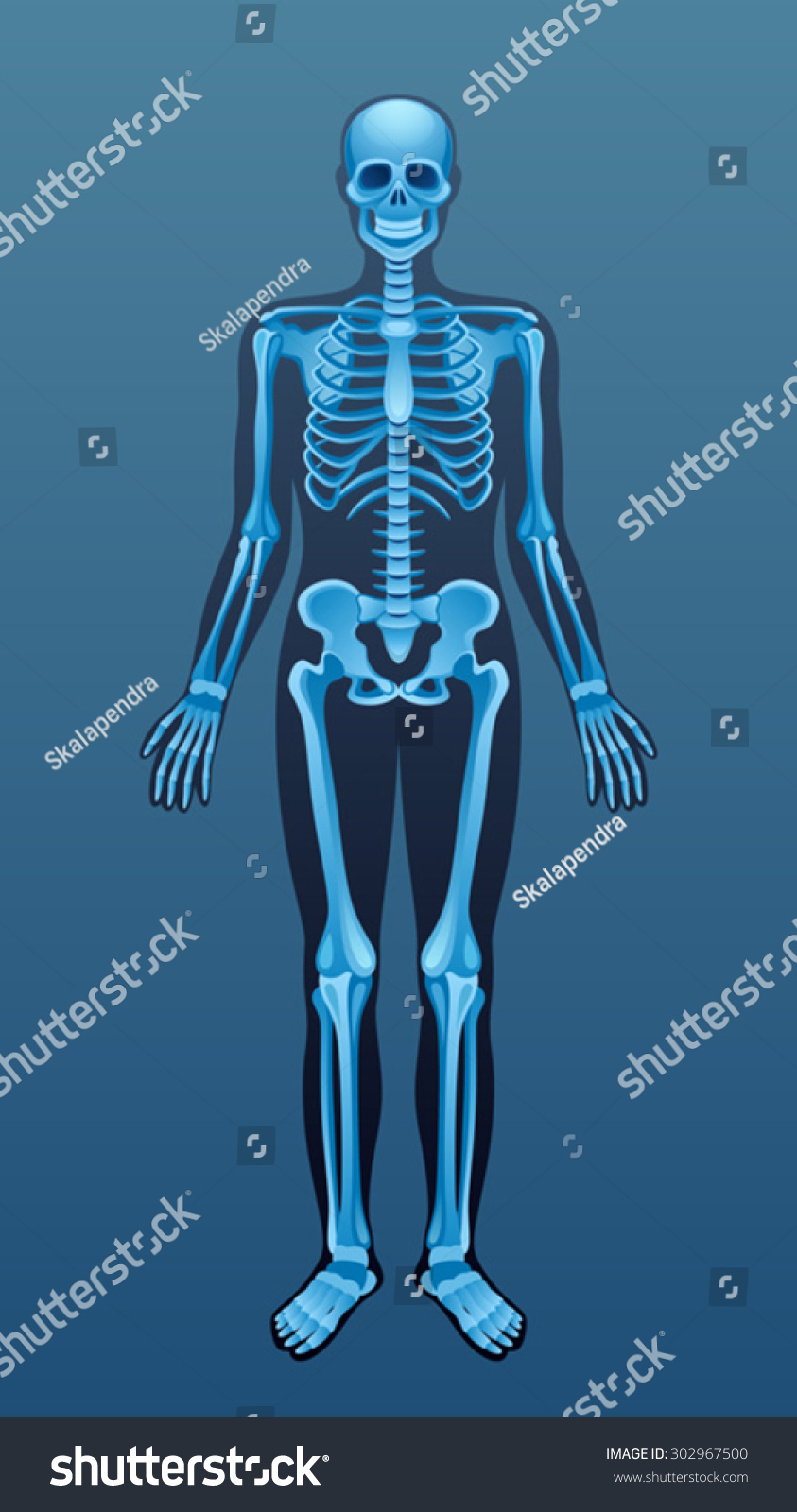 X Ray Skeleton Stock Vector 302967500 Shutterstock