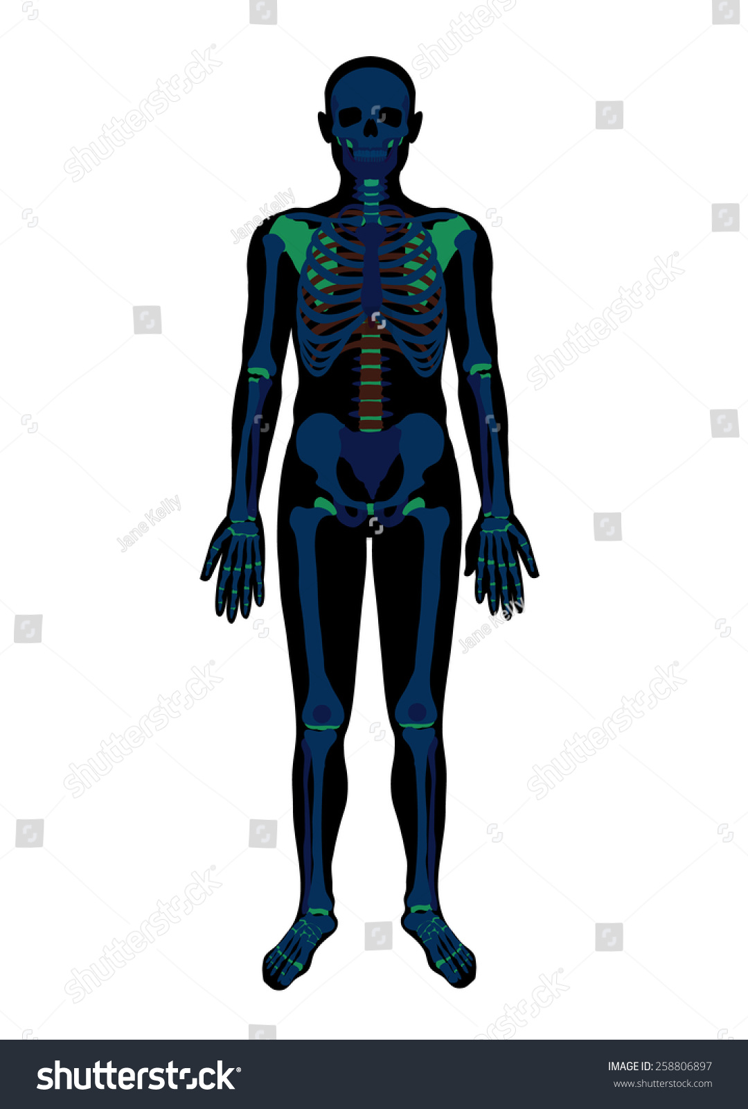 X Ray Skeleton Vector Flat Illustration 258806897 Shutterstock