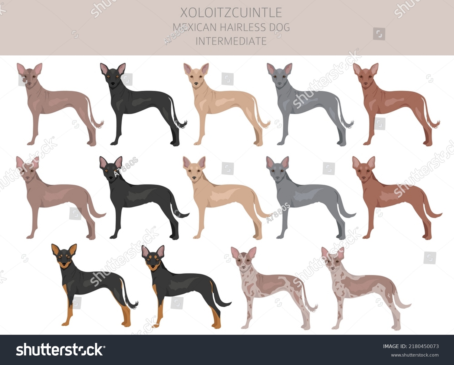 Xoloitzcuintle Mexican Hairless Dog Intermediate Clipart Stock Vector ...