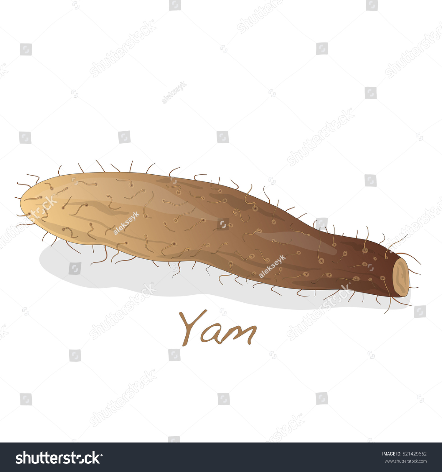 Yam Vector Isolated - 521429662 : Shutterstock