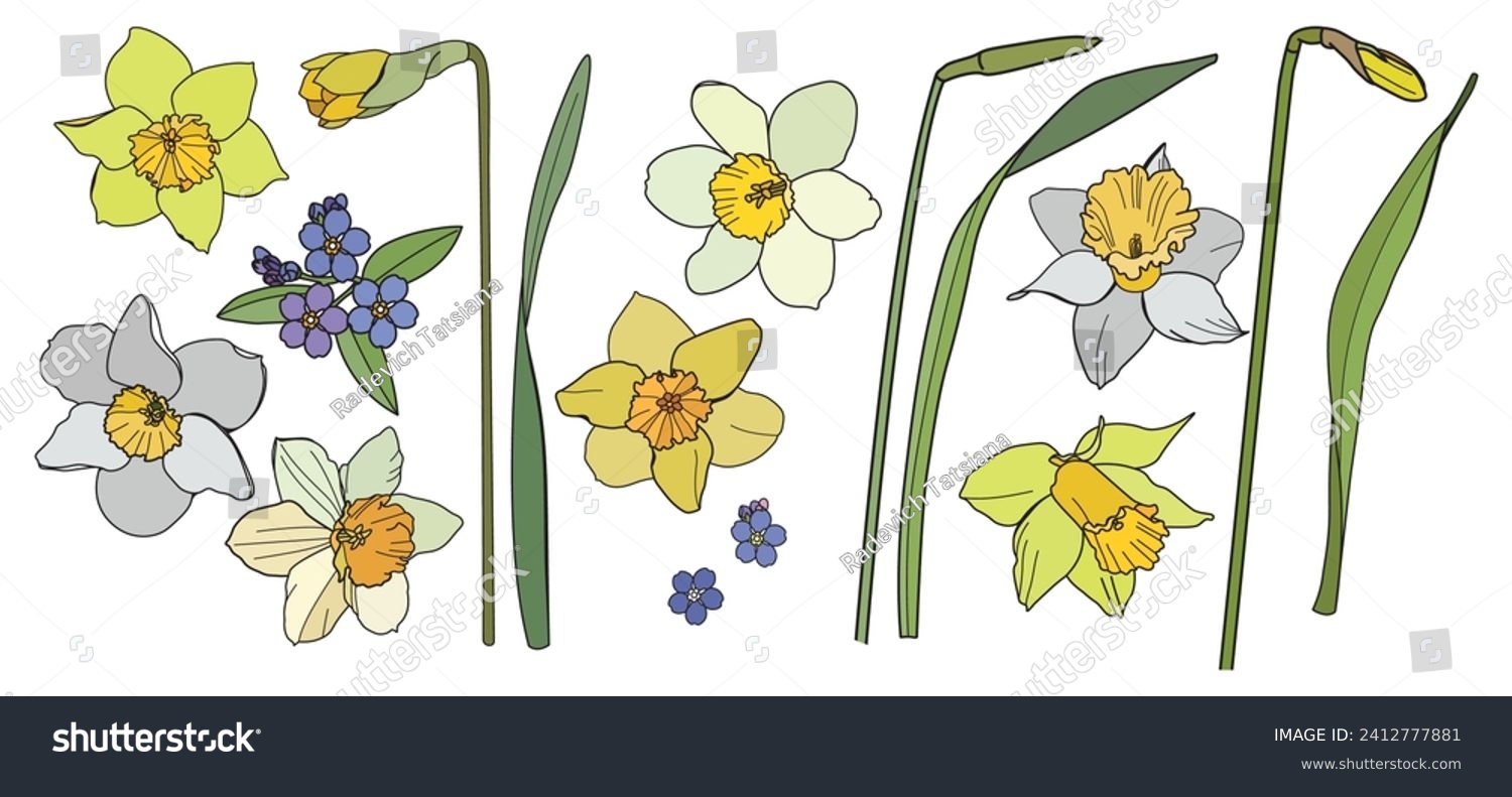 SVG of Yellow and white daffodils on a white background svg