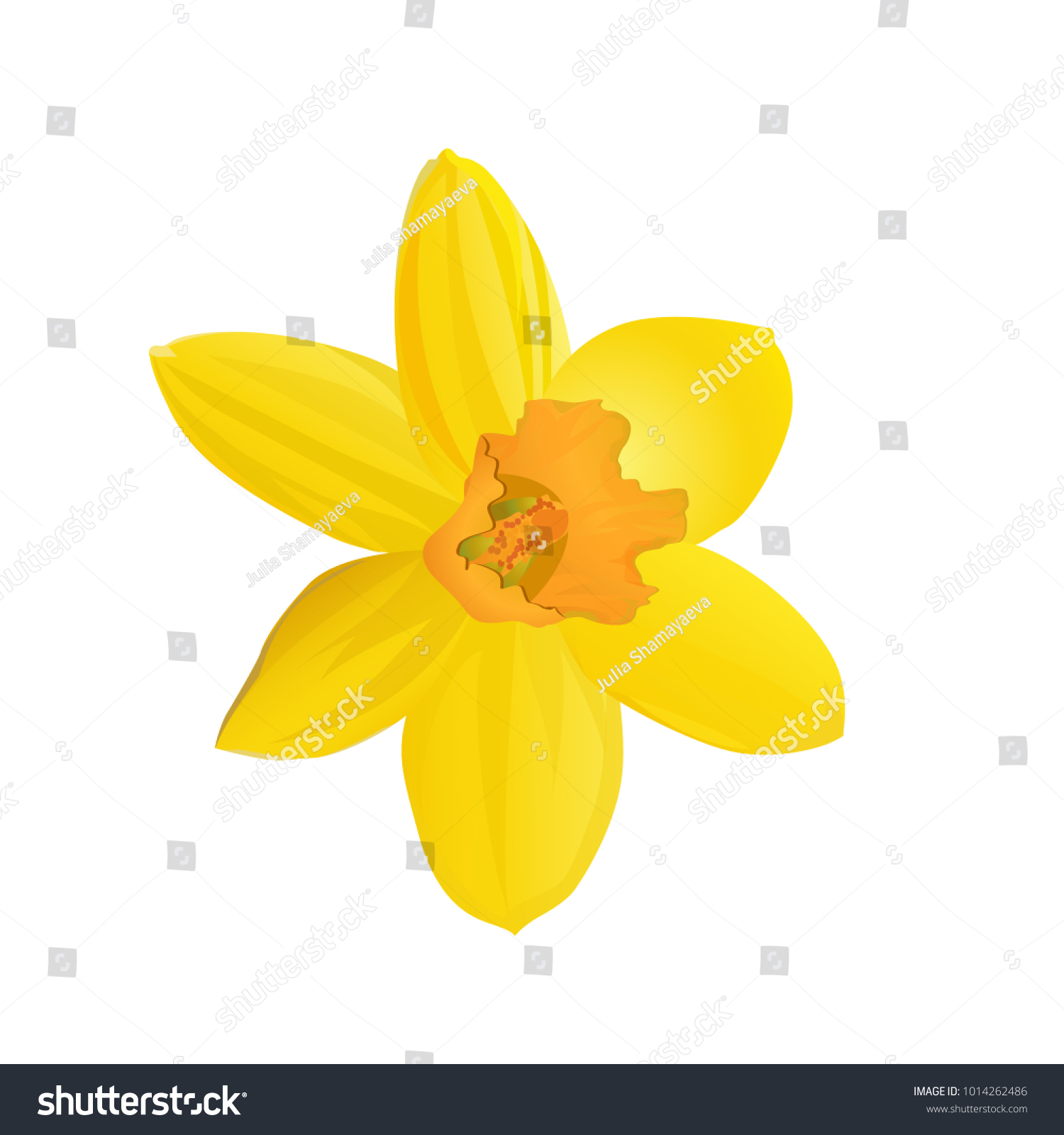 SVG of Yellow daffodil. Flower. Vector illustration. svg