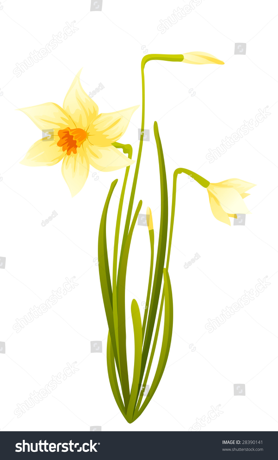 Yellow Daffodils Stock Vector 28390141 - Shutterstock