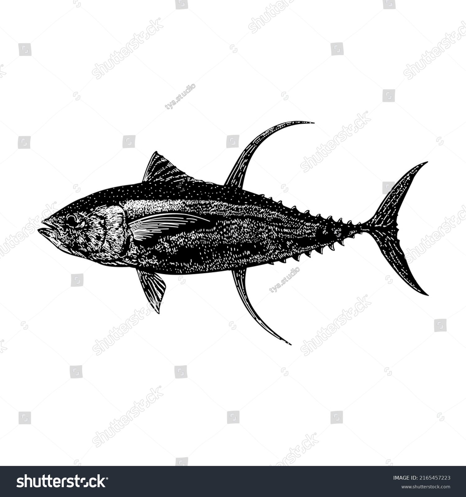 Yellowfin Tuna Hand Drawing Vector Illustration Stock Vector (Royalty