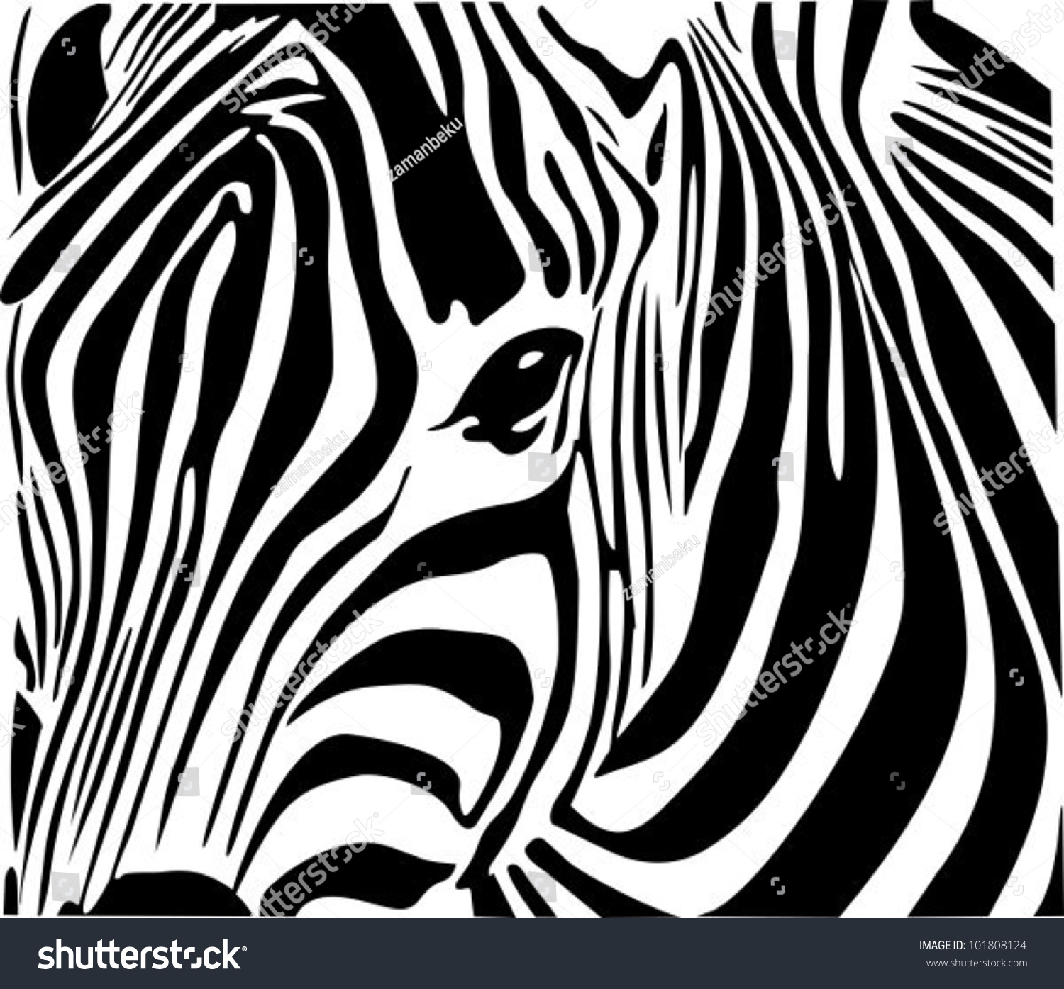 Zebra Stock Vector Illustration 101808124 : Shutterstock