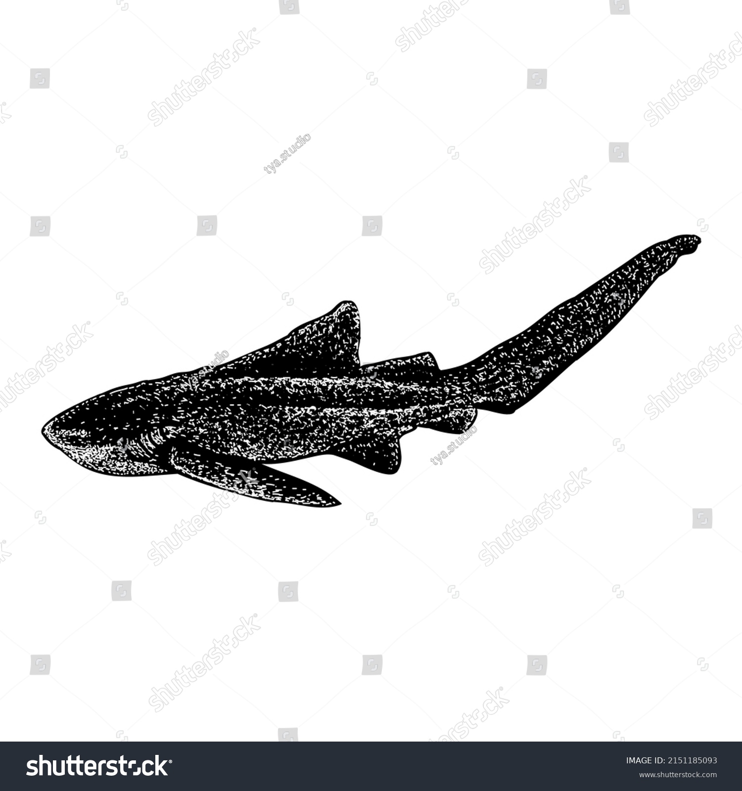 Zebra Shark Hand Drawing Vector Illustration Stock Vector (Royalty Free