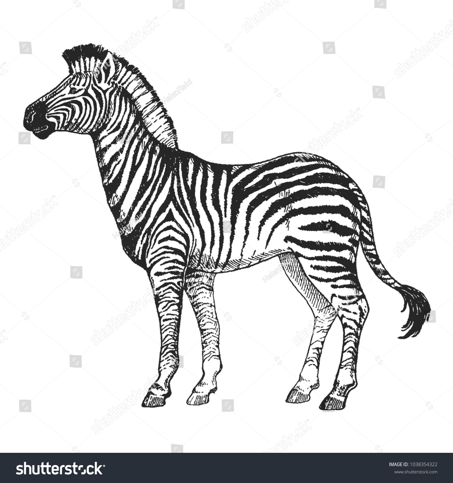 21,728 Zebra Sketch Images, Stock Photos & Vectors | Shutterstock