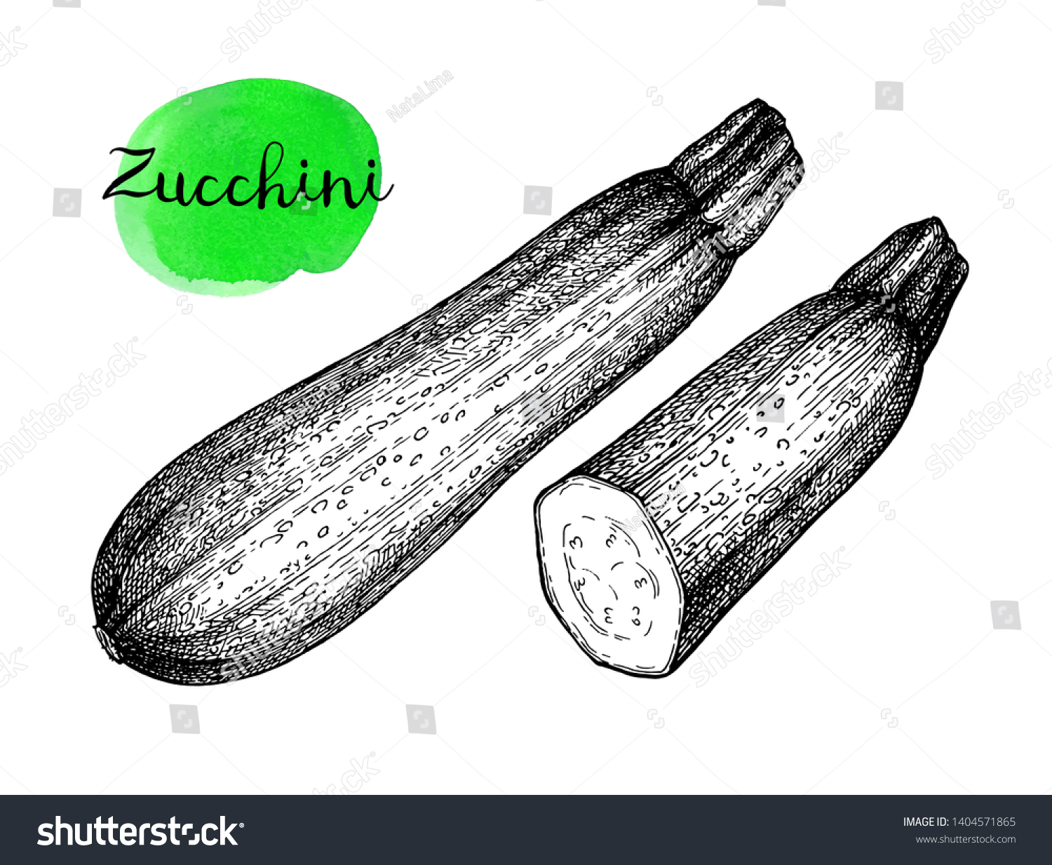 Zucchini Ink Sketch Isolated On White Stock Vector (Royalty Free
