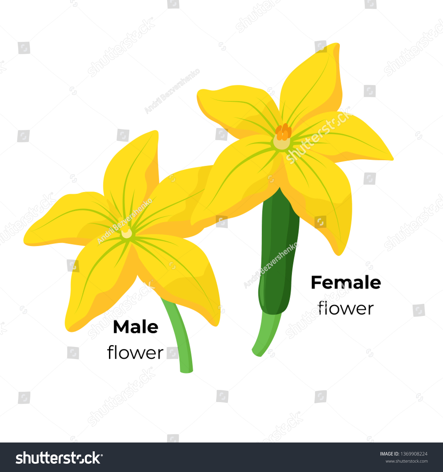 Zucchini Male Female Blossom Isolated On Stock Vector Royalty Free 1369908224